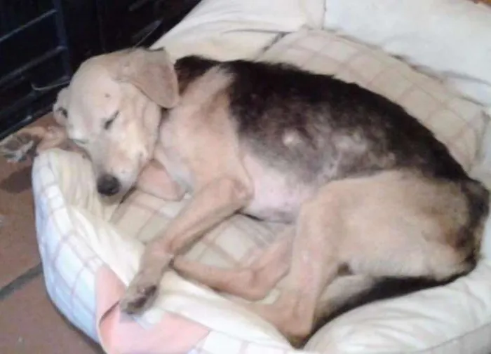 Cachorro ra a SRD idade 2 anos nome Chamo de Princesa