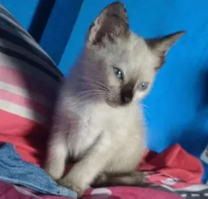 Gato raça Siamês idade 2 a 6 meses nome Joana