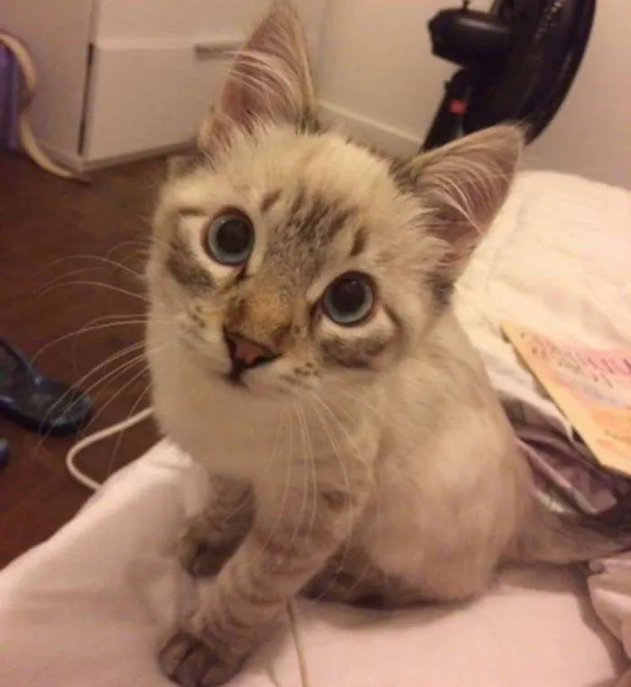 Gato ra a vira lata idade 2 a 6 meses nome Safi
