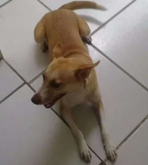 Cachorro raça vira lata idade 7 a 11 meses nome mel