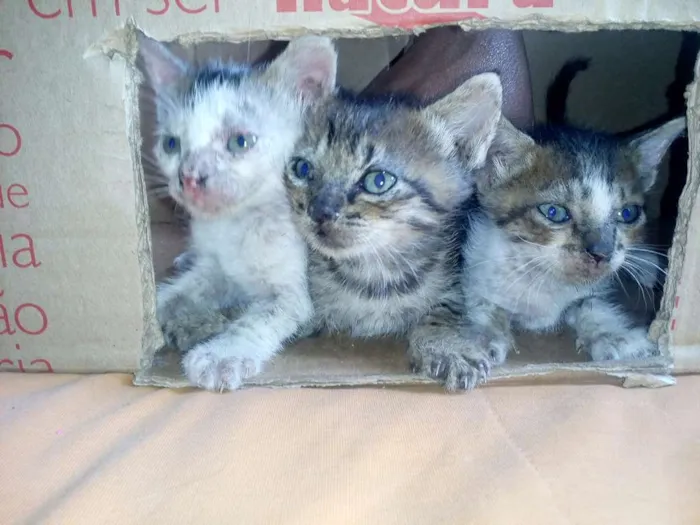 Gato ra a vira lata  idade Abaixo de 2 meses nome nao dei nomes a eles