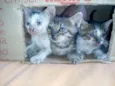 nao dei nomes a eles