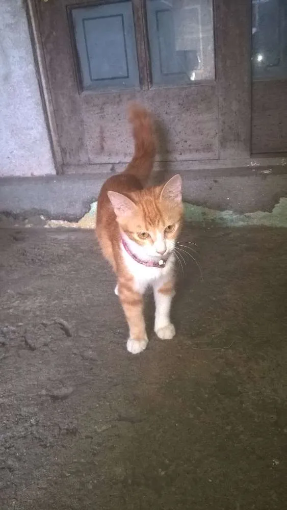 Gato ra a  idade 2 a 6 meses nome miag e lindinha