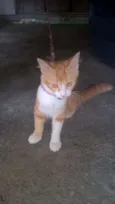 miag e lindinha