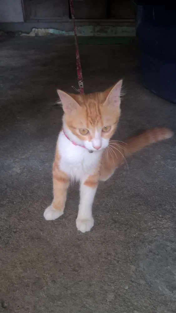 Gato ra a  idade 2 a 6 meses nome miag e lindinha