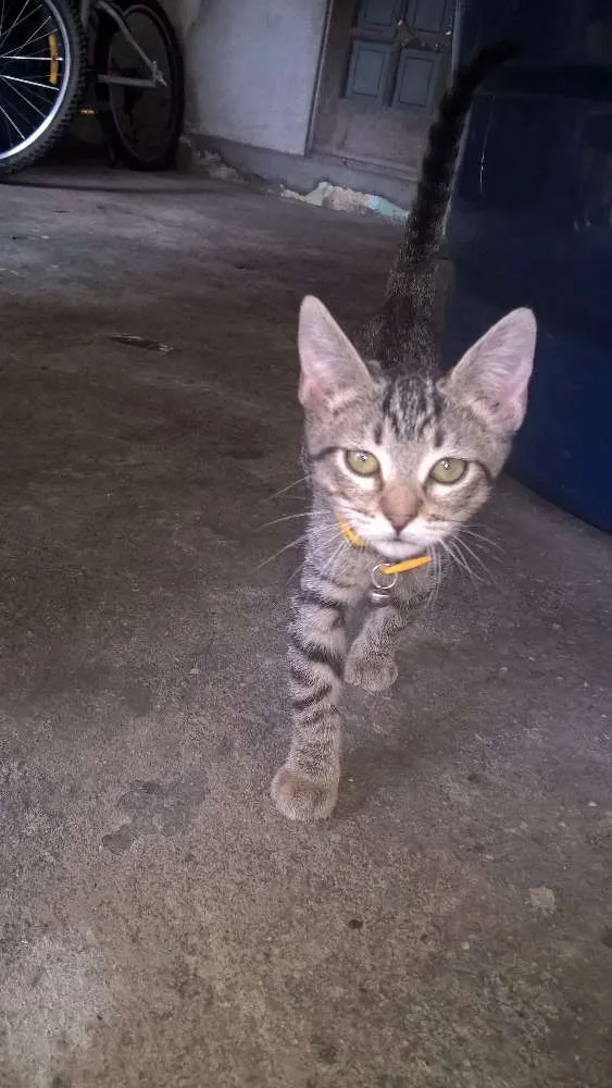 Gato ra a  idade 2 a 6 meses nome miag e lindinha