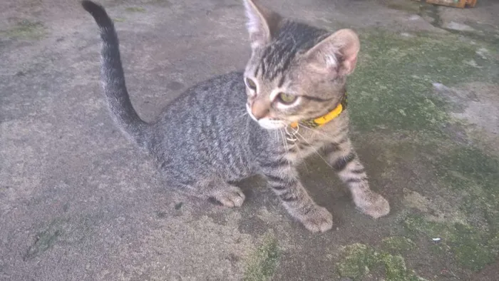Gato ra a  idade 2 a 6 meses nome miag e lindinha