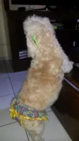 Belinha