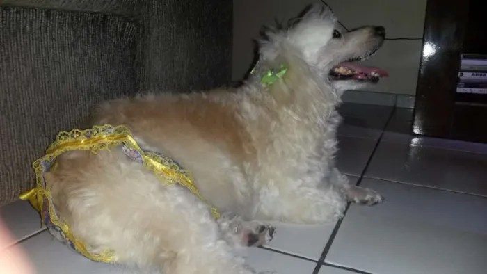 Cachorro raça Poodle idade 5 anos nome Belinha
