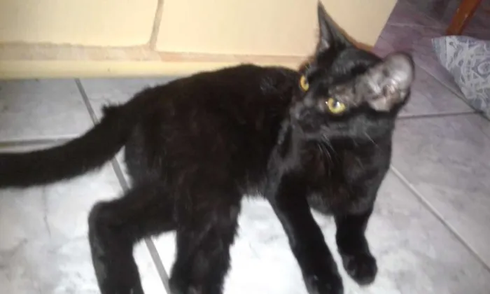 Gato ra a Srd idade 2 a 6 meses nome Pretinha e Maria 