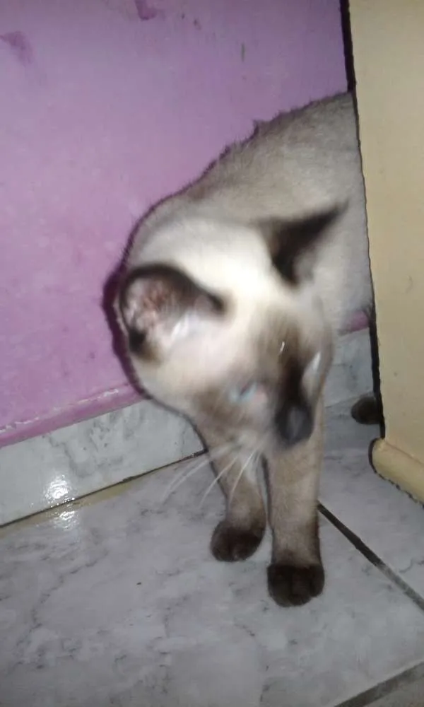 Gato ra a Srd idade 2 a 6 meses nome Pretinha e Maria 