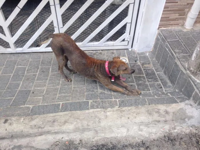 Cachorro ra a SRD idade 3 anos nome Biscoito