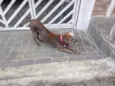 Biscoito