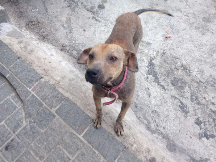Cachorro ra a SRD idade 3 anos nome Biscoito