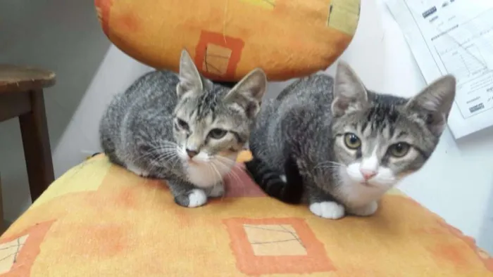 Gato ra a Sem raça definida  idade 2 a 6 meses nome Sem nome