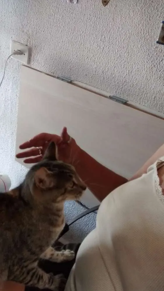 Gato ra a genérica idade 1 ano nome Lilica