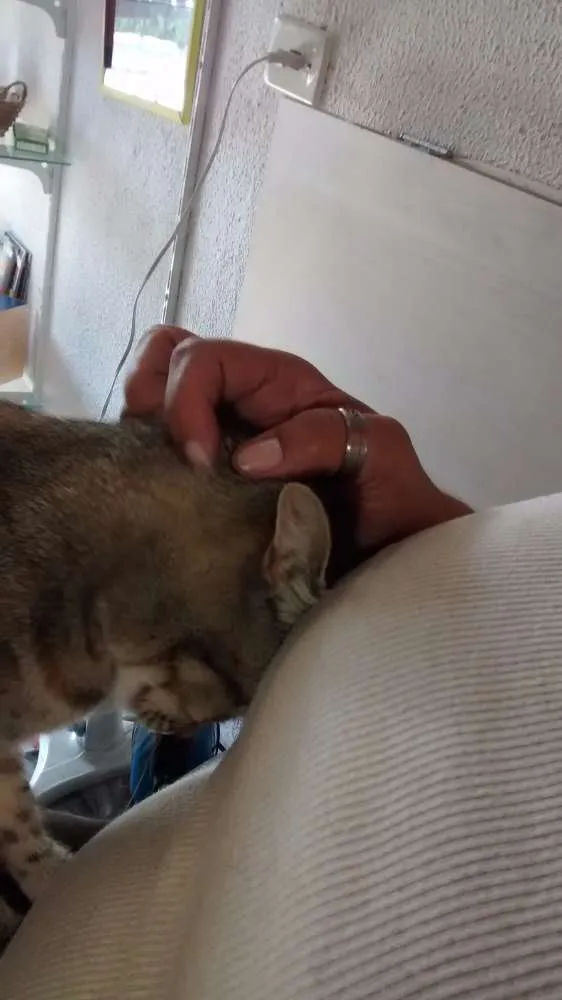 Gato ra a genérica idade 1 ano nome Lilica
