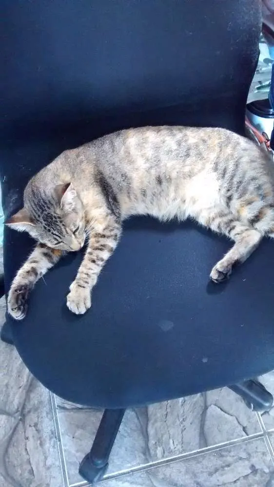 Gato ra a genérica idade 1 ano nome Lilica