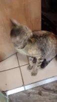 Lilica