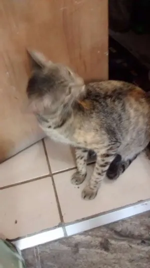 Gato raça genérica idade 1 ano nome Lilica