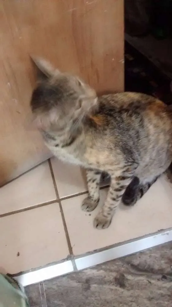 Gato ra a genérica idade 1 ano nome Lilica