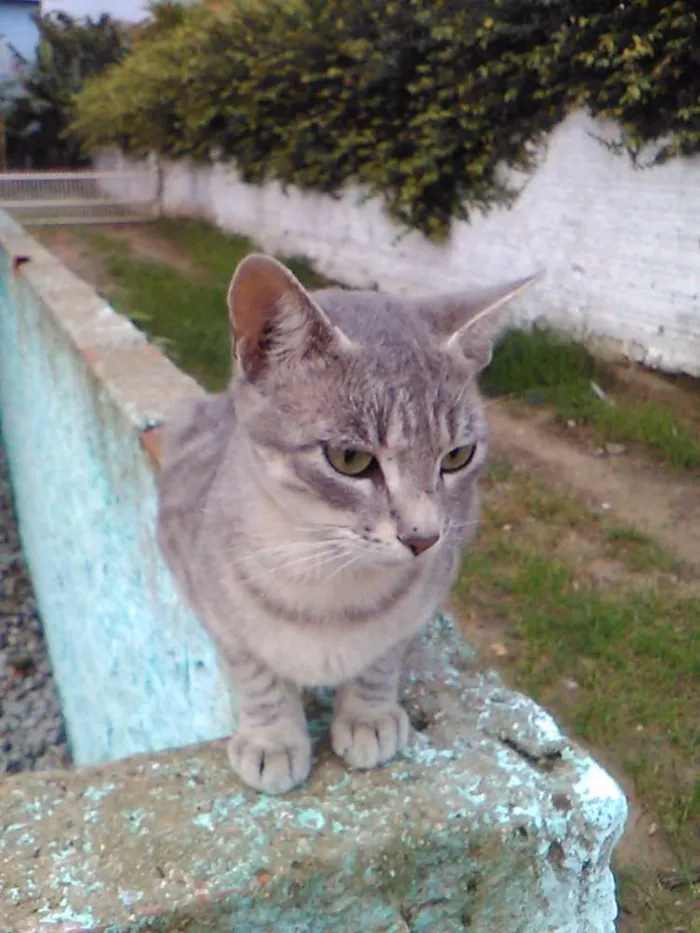 Gato ra a  idade 2 a 6 meses nome Fofinho 