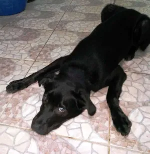 Cachorro raça Labrador Misturado idade 1 ano nome Thor