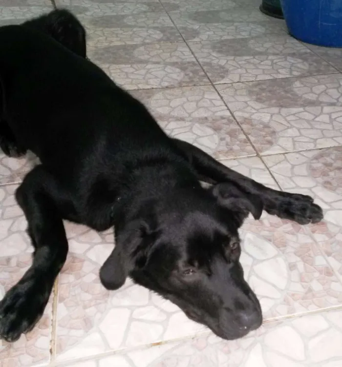 Cachorro raça Labrador Misturado idade 1 ano nome Thor