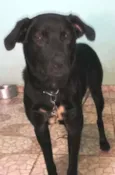 Thor