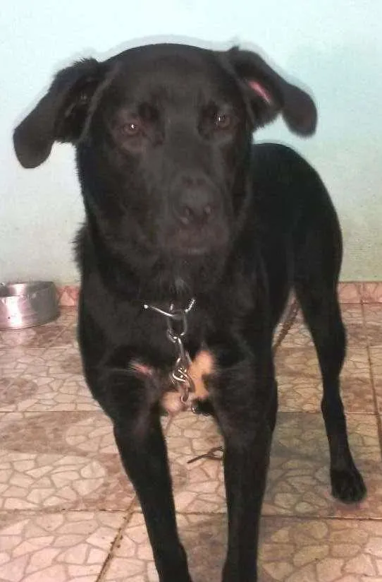 Cachorro raça Labrador Misturado idade 1 ano nome Thor
