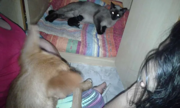 Gato ra a Siamesa idade 3 anos nome Nina