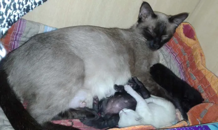 Gato ra a Siamesa idade 3 anos nome Nina