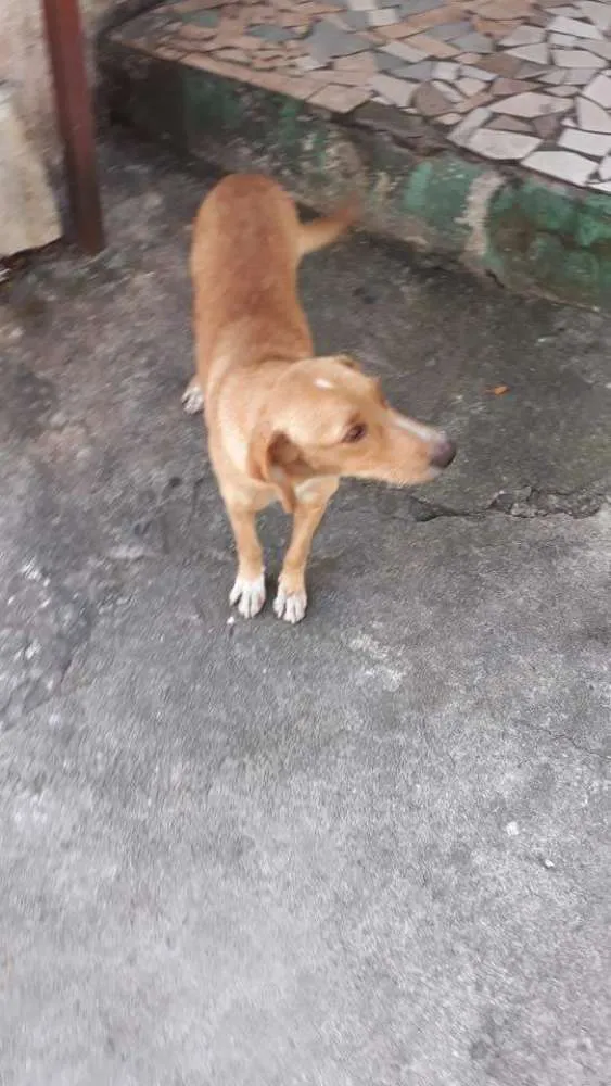 Cachorro ra a SRD idade 2 anos nome menina