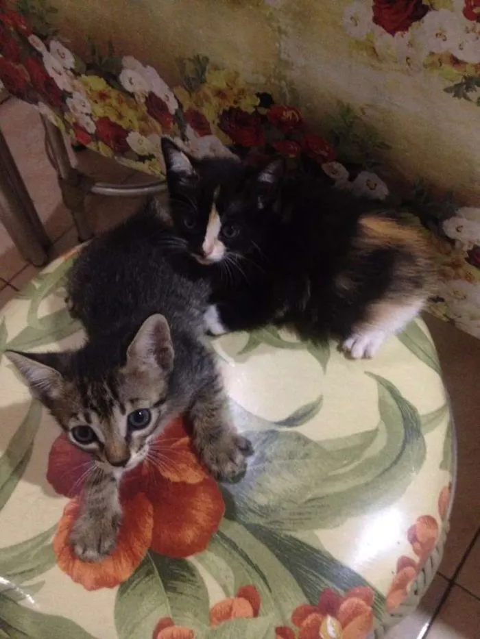 Gato raça Indefinida idade 2 a 6 meses nome A escolher