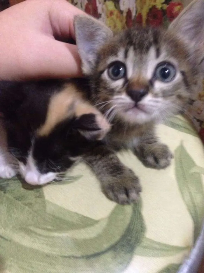 Gato raça Indefinida idade 2 a 6 meses nome A escolher