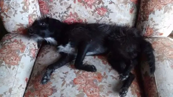Cachorro ra a Vira Lata idade 2 a 6 meses nome Madruguinha