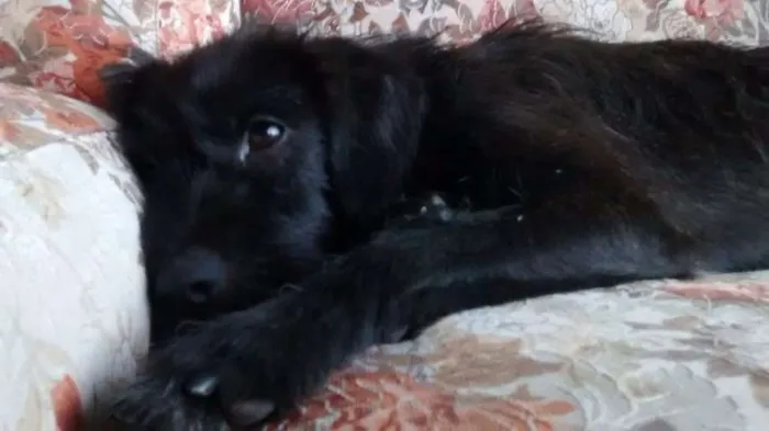 Cachorro ra a Vira Lata idade 2 a 6 meses nome Madruguinha