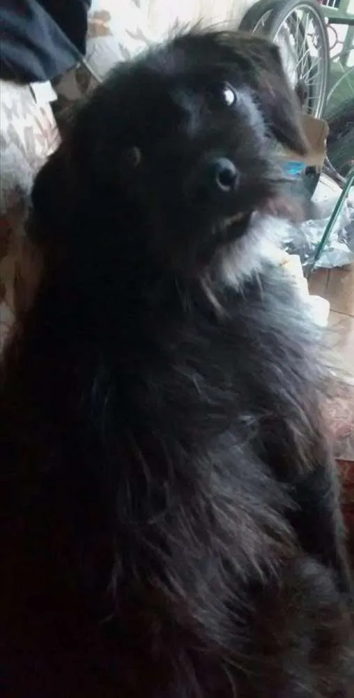 Cachorro ra a Vira Lata idade 2 a 6 meses nome Madruguinha