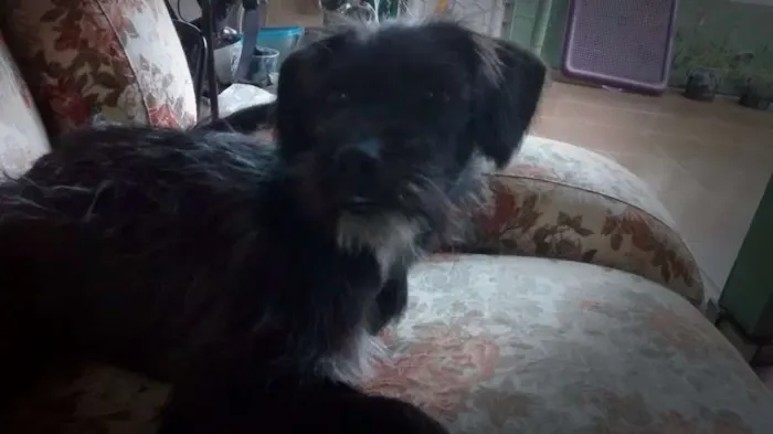 Cachorro ra a Vira Lata idade 2 a 6 meses nome Madruguinha