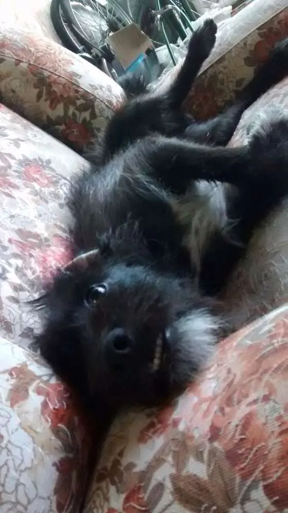 Cachorro ra a Vira Lata idade 2 a 6 meses nome Madruguinha