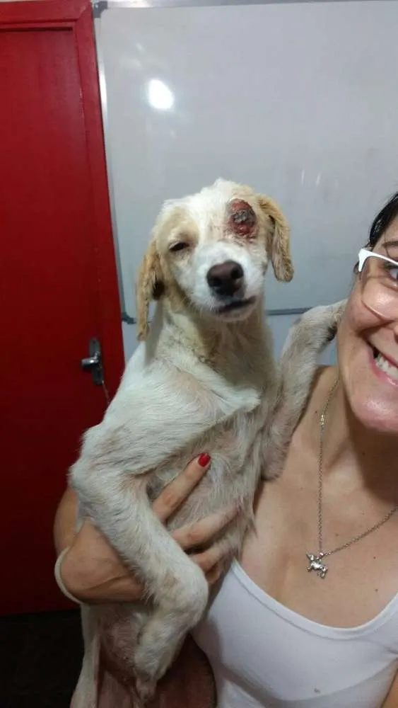 Cachorro ra a SRD idade 1 ano nome Pirata/Zoiudinho