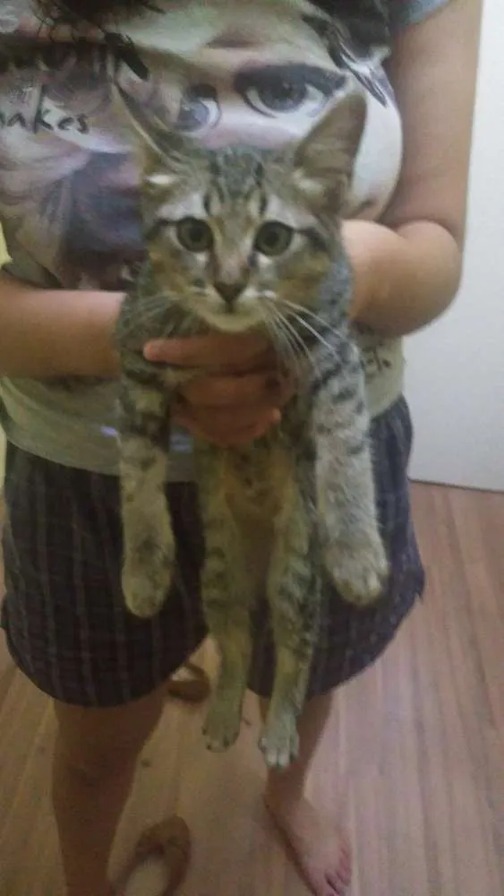 Gato ra a SRD (sem raça definida) idade 2 a 6 meses nome Sem nome