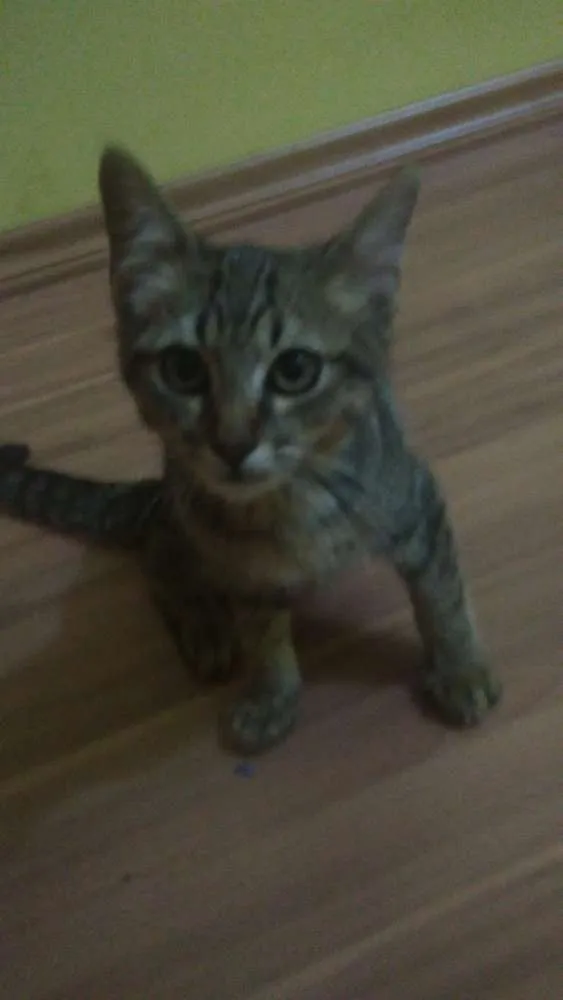Gato ra a SRD (sem raça definida) idade 2 a 6 meses nome Sem nome