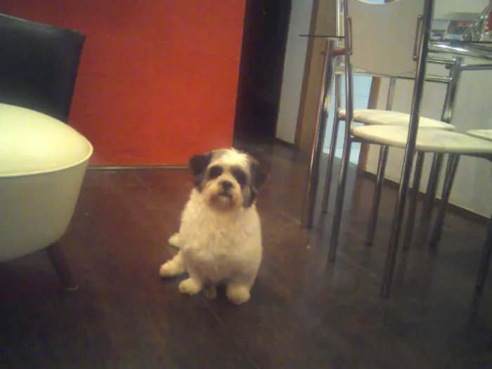 Cachorro ra a Lhasa Apso idade 6 ou mais anos nome lillo