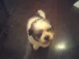 lillo