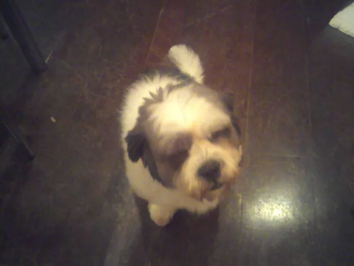 Cachorro ra a Lhasa Apso idade 6 ou mais anos nome lillo