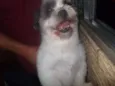 lillo