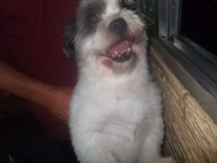 Cachorro ra a Lhasa Apso idade 6 ou mais anos nome lillo