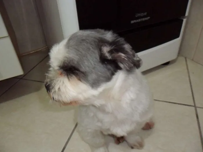 Cachorro ra a Lhasa Apso idade 6 ou mais anos nome lillo