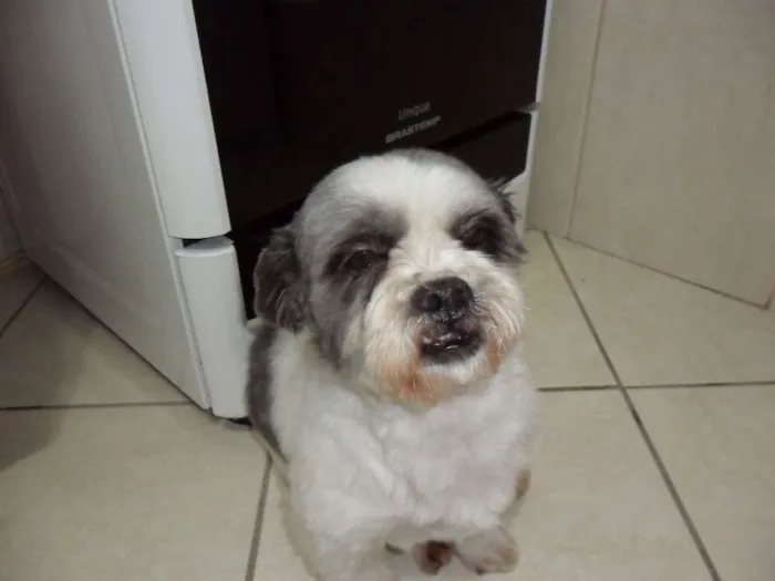 Cachorro ra a Lhasa Apso idade 6 ou mais anos nome lillo